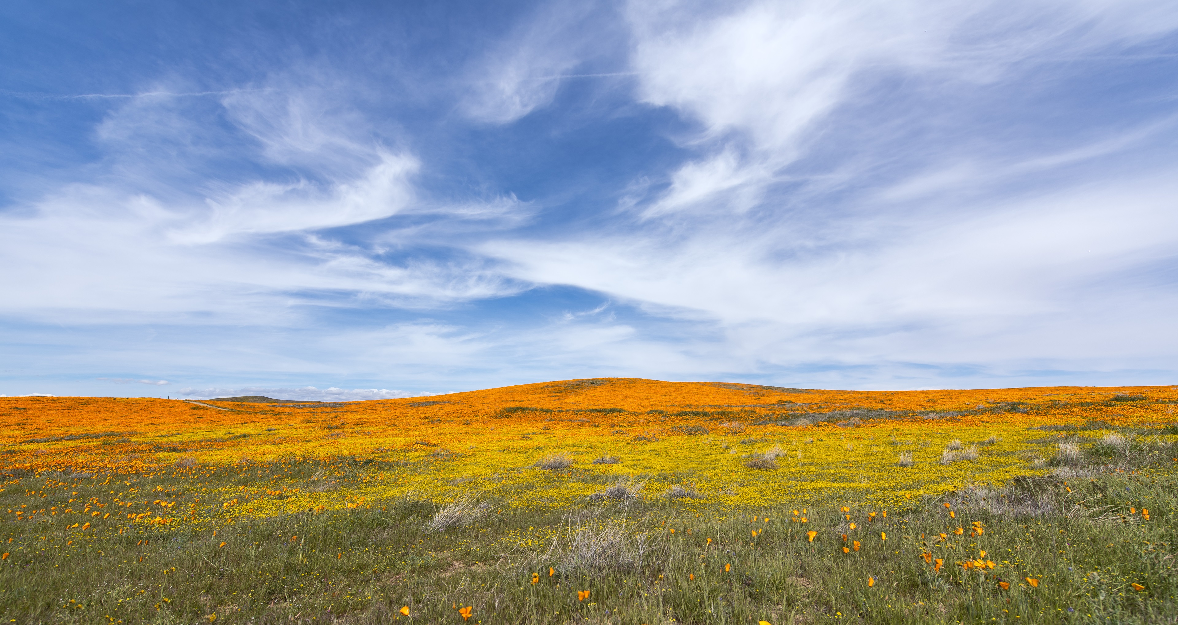 Landscape of yellow poppies