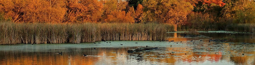 Pond with fall foliage