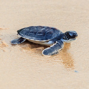 young turtle on beach