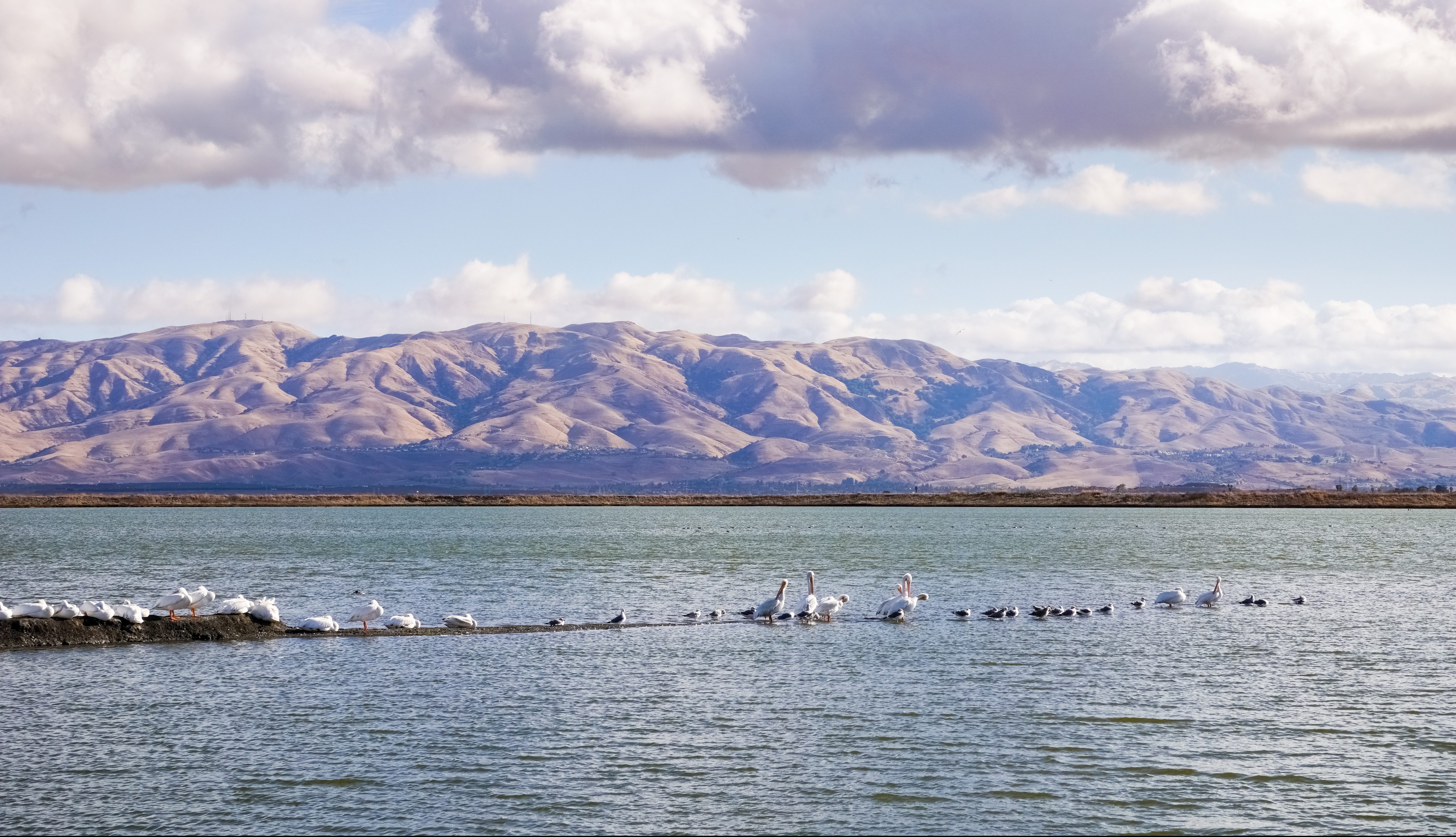 Pelicans rest on a levee in South San Francisco Bay on a cloudy day; on the background Mission Peak and Monument Peak, Sunnyvale bay trail, California