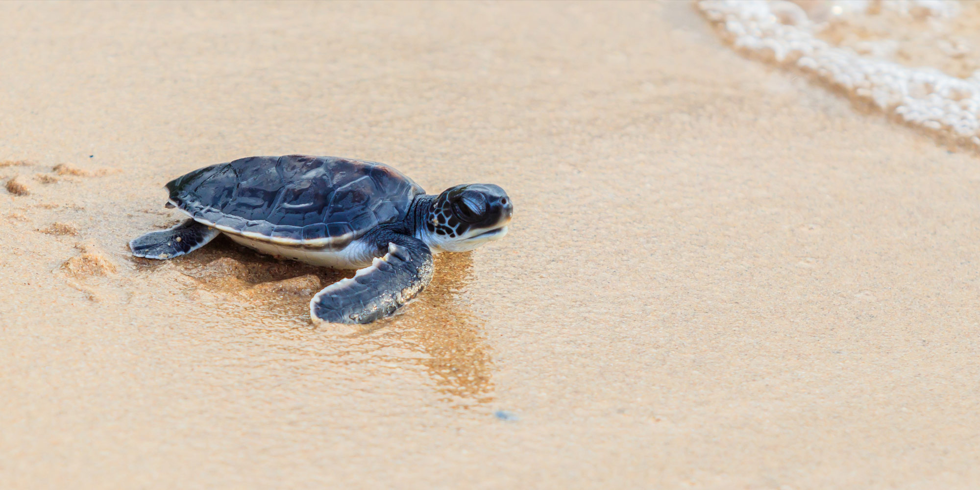 baby turtle on the beach