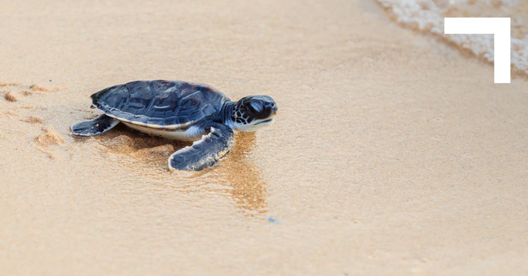 Turtle on the sand heading towards the ocean