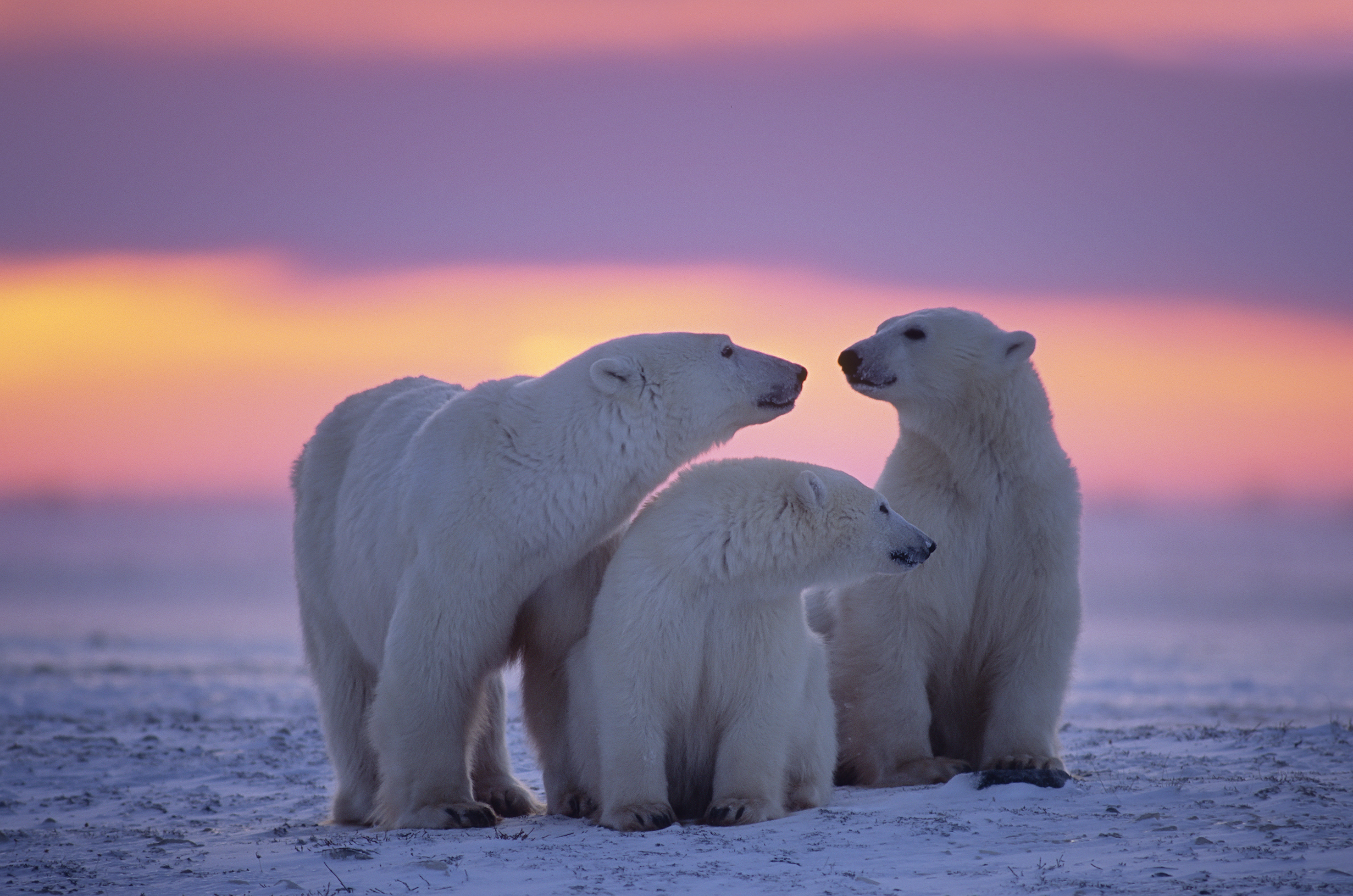 Polar bear family in Canadian Arctic sunset.