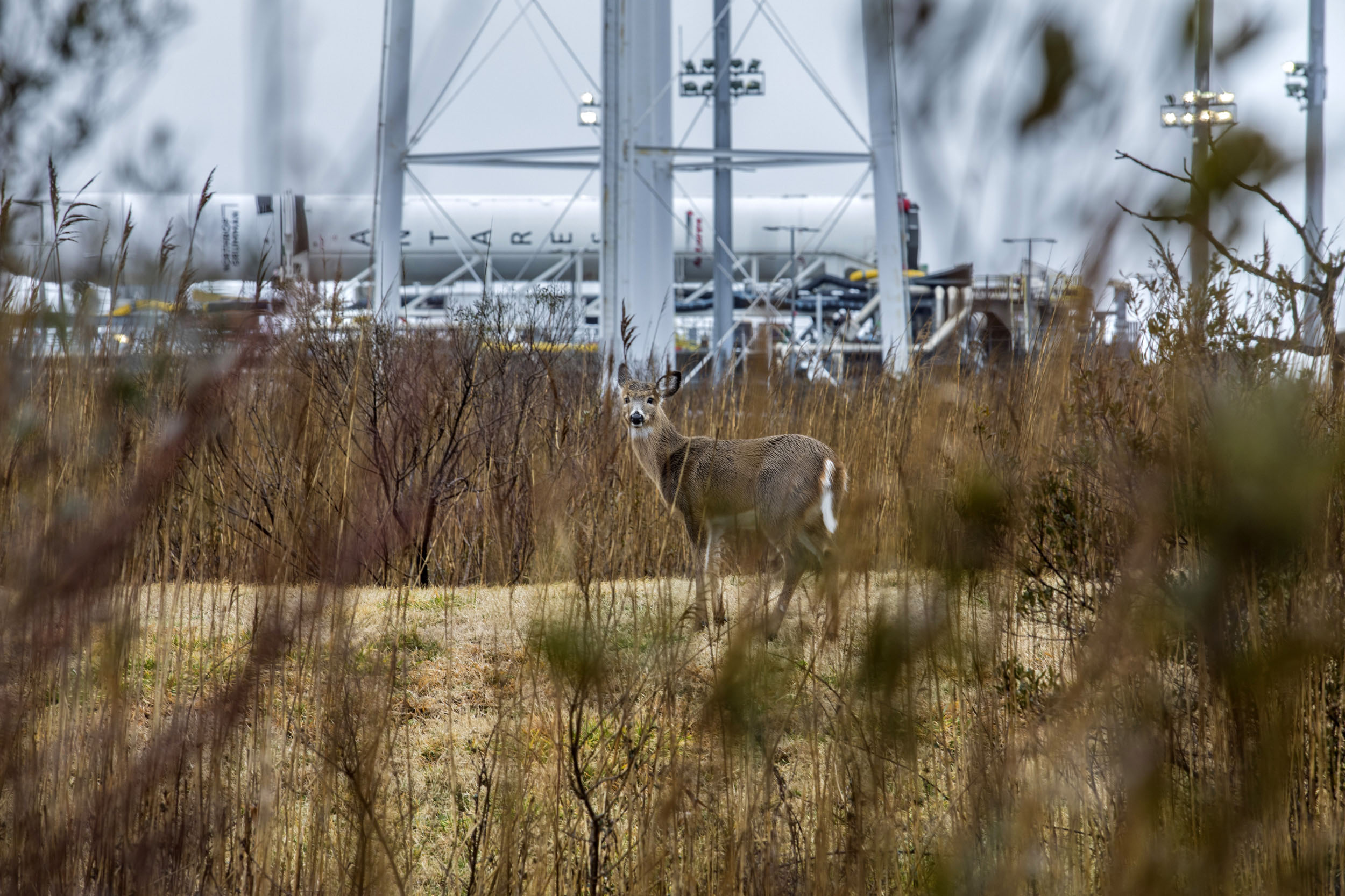 A deer standing in a field in front of a rocket on a launch pad