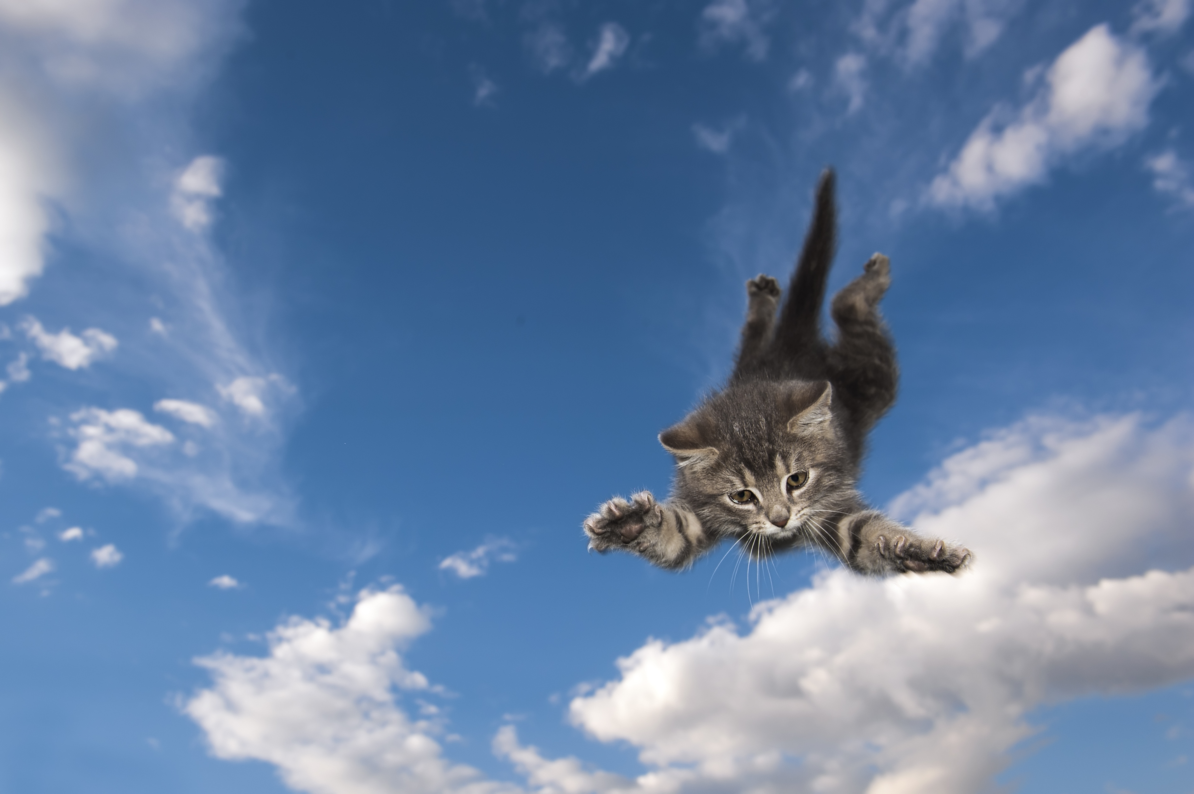 Feline Agility, or Why Cats Land Butter-Side Up
